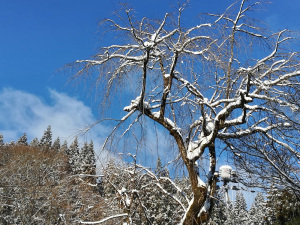 雪晴れ
