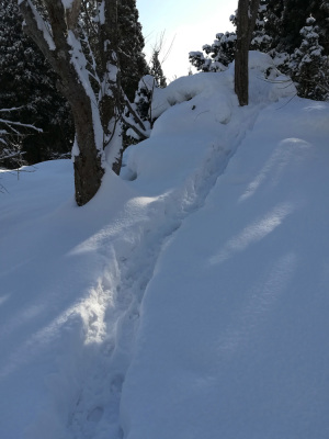 山へのトレース