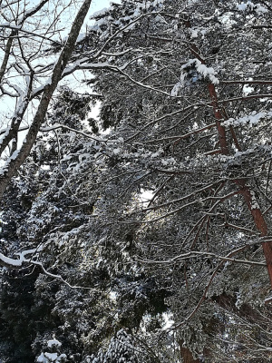 雪のついた木