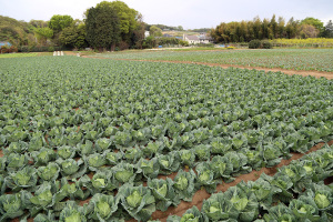 羽沢のキャベツ畑